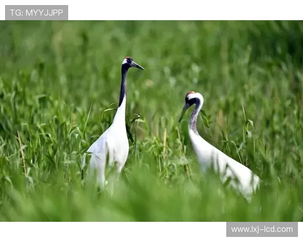 凯发血流成河：详细玩法介绍与新手必知的操作技巧